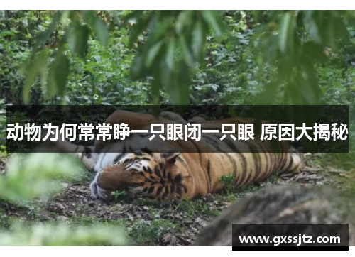 动物为何常常睁一只眼闭一只眼 原因大揭秘
